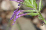 Rose verbena